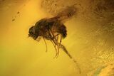 Fossil Fly (Diptera) And Beetle (Coleoptera) In Baltic Amber #120587-2